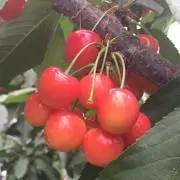 ねねの画像