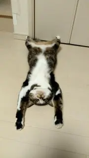 あずきの画像