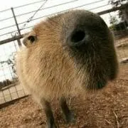 カピバラ先生
