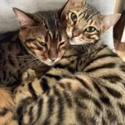 ともの画像