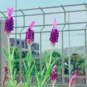 みみや