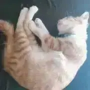 凜の画像