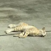 きいるじんの画像