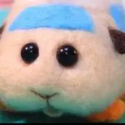 ぽむの画像