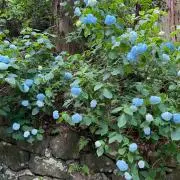 minaの画像