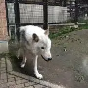 あきの画像
