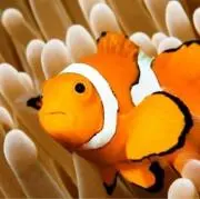 ぱんちゃんの画像
