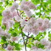 MOMOの画像
