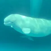 Moonの画像