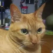 デーボシの画像