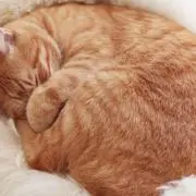 ちょび
