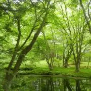 メイプルウッドの画像