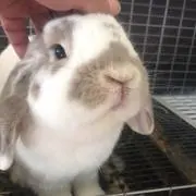 はなちゃんの画像