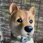 おいぬの画像
