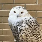 ニコラスの画像