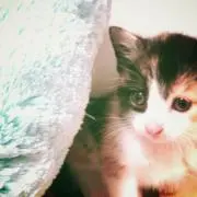 Kitty