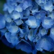 あじさいの画像