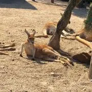 TMの画像