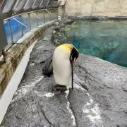 ぺんぎんの画像