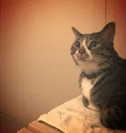 もろこし