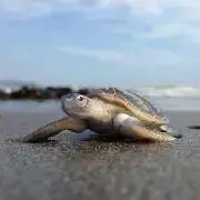 たーとるんの画像