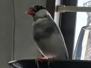 さく爺(推定80歳)の画像