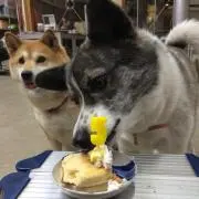 ちゃんの画像