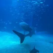 まるの画像