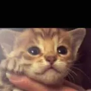 きゃさりん
