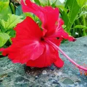 Flower.「必見！断捨離中」の画像