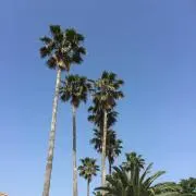 みおの画像