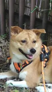 くまちゃんの画像