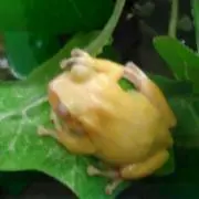 さと
