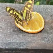 小森