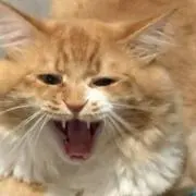 なぁーんの画像