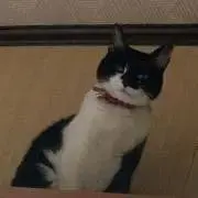 ちーたんの画像