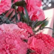 プロフィールをご一読くださいの画像