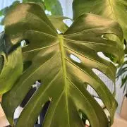 値下げ交渉なし！