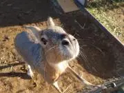 よしおの画像