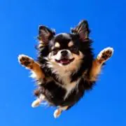 じゅじゅ/24時間以内発送！の画像