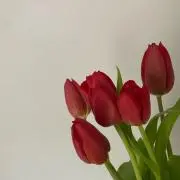 さっさの画像