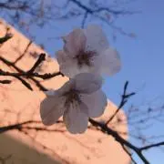 シュガーの画像