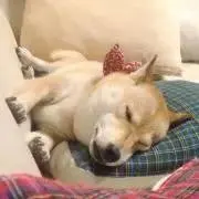 ssssskkk(8/6-18発送不可)