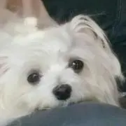 ミニョン