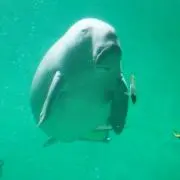 セレナの画像