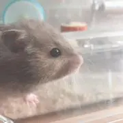にゃんにゃんの画像