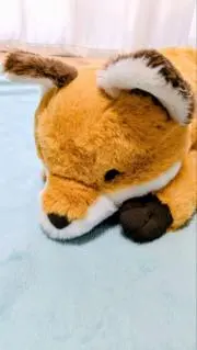 こんすけの画像