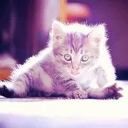 カンムリ。の画像