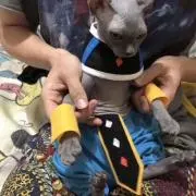 ぬこの画像