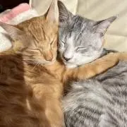 ハルカの画像
